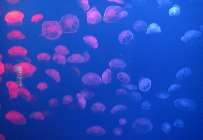 うみたまご クチコミ アクセス 営業時間 大分市 フォートラベル