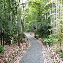 秋はもっときれいかな