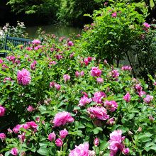 優雅な庭園が広がっています