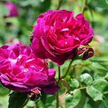 いつまでも見飽きないです。