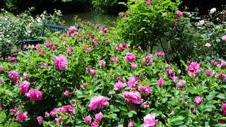 イングリッシュローズばかりを集めた優雅な庭園