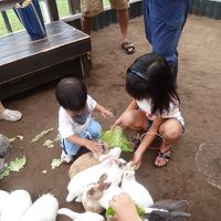 うさぎの餌やり