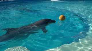 イルカのショーが見どころ