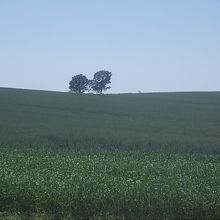 親子の木の遠景