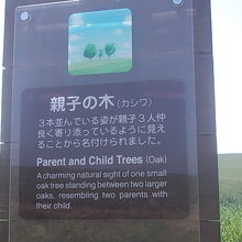 この木は遠くから楽しむ場所なので、説明板を見つける方が大変？