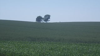 微笑ましい3本の木が並んでいます