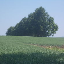 この並びのそれぞれ(カラマツ)がマイルドセブンの木となります