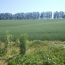 結構沢山のカラマツが並んでいます