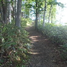 林間に続く遊歩道
