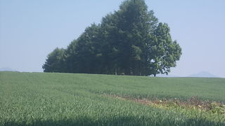 この木は単独での呼称ではありません