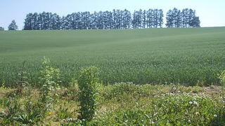 横並びの美しい風景が印象的な場所です