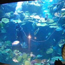 餌付けタイム。ダイバーは外のスタッフと会話（英語）