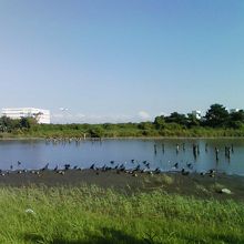 初めてでも望遠鏡で鳥が探せます