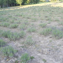 一応6月下旬のラベンダーの様子。うっすらと紫がかっています