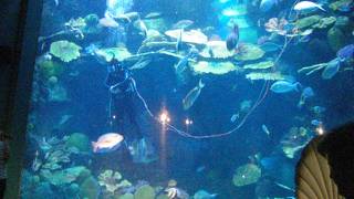 地下の大型水族館