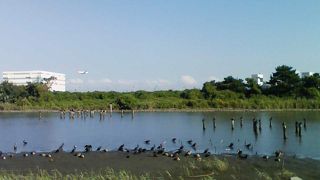 都内でバードウォッチング体験