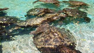 ウミガメの餌づけ