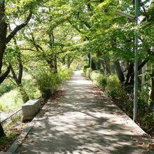 「日本六玉川」のひとつ京都府・井手玉川提