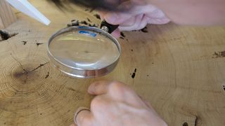 屋久杉の歴史を知ると森を見る楽しみが増える