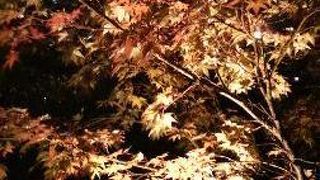 紅葉の時期のライトアップが素敵！