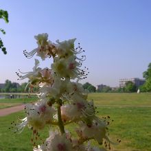 花もいくつかあります