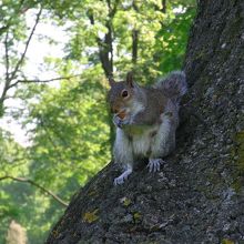 愛嬌のあるリスは人を怖がることはありません