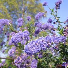 新緑の季節に花が生き生きとしています