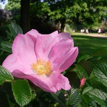 とにかく緑が多く落ち着きます