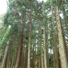 杉木立が涼やか