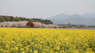 菜の花と桜がきれいでした。