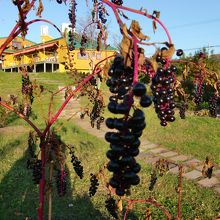 庭の山ブドウ（後ろの黄色い建物がクレスです）