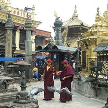 ハトにえさをやるラマ