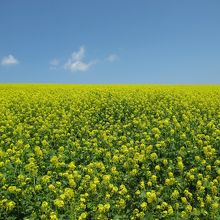 うっとりの光景です