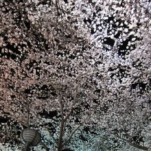 空一面の桜