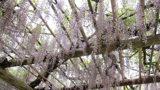 お城の跡地から松坂市内を一望