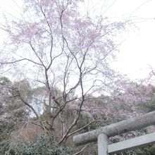 大豊神社の桜