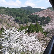 食事処の窓からの一目千本桜の絶景