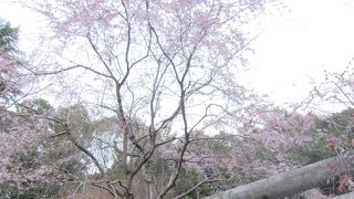 哲学の道で寄り道！