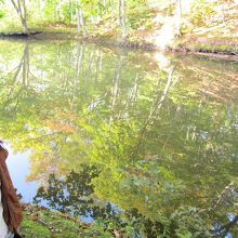 池と木々の絶景