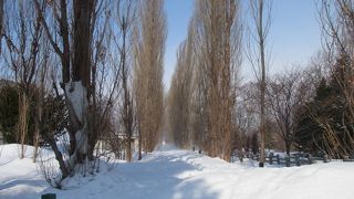 ポプラ並木の四季