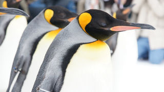 冬の旭山動物園は良い！