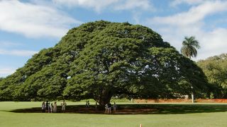 この木なんの木