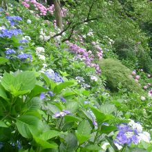 斜面にさくアジサイ