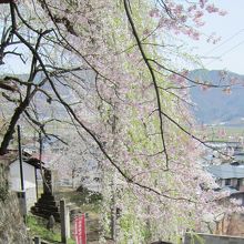 烏帽子さん公園の下り坂にある素晴しい枝垂桜