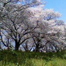 土手に咲く桜の木々