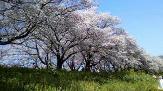 素晴しい桜のトンネル