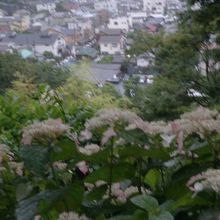 歩いていると気づかないが、高いところに紫陽花が咲いている