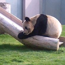 パンダ