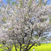 オオシマザクラ