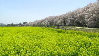 桜と菜の花の相性は本当にいいですね！